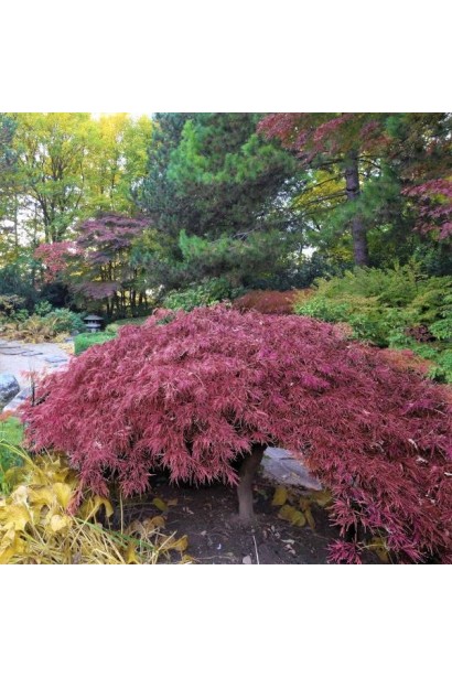 Клен віяловий Інаба-шідара